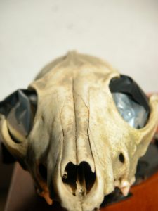 Skull found by Rosie Gibson converted into a two lens camera by Jamie House